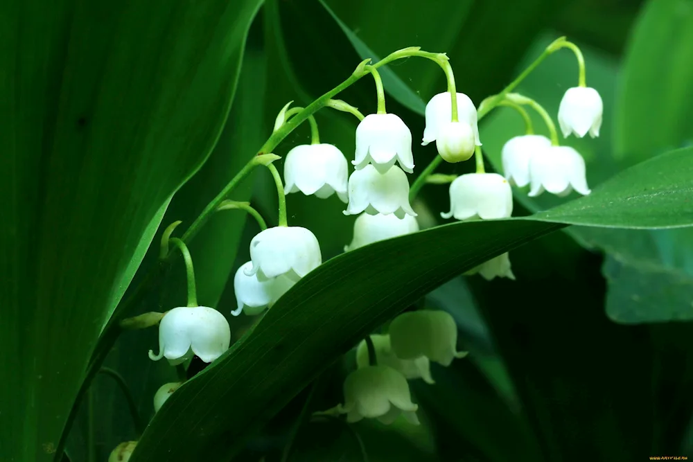 Landysh May. inflorescence