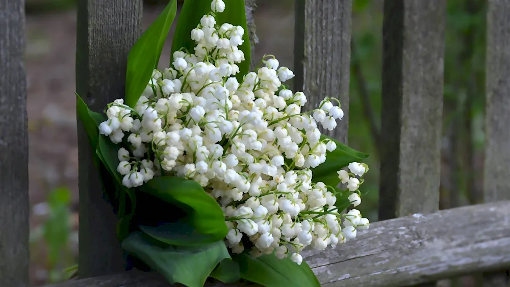 Lily of the valley