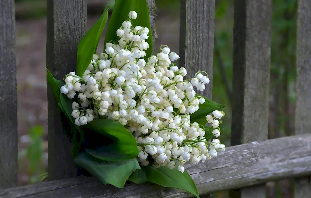 Lily of the valley