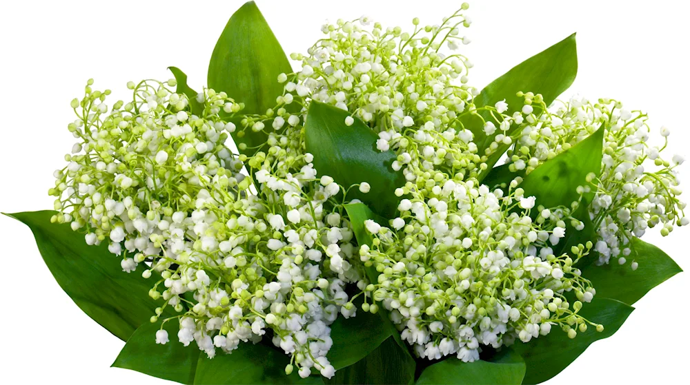 Lily of May