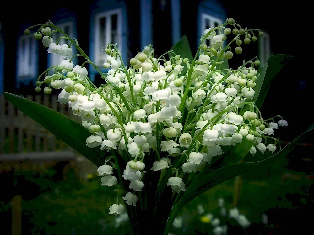 Lily of May