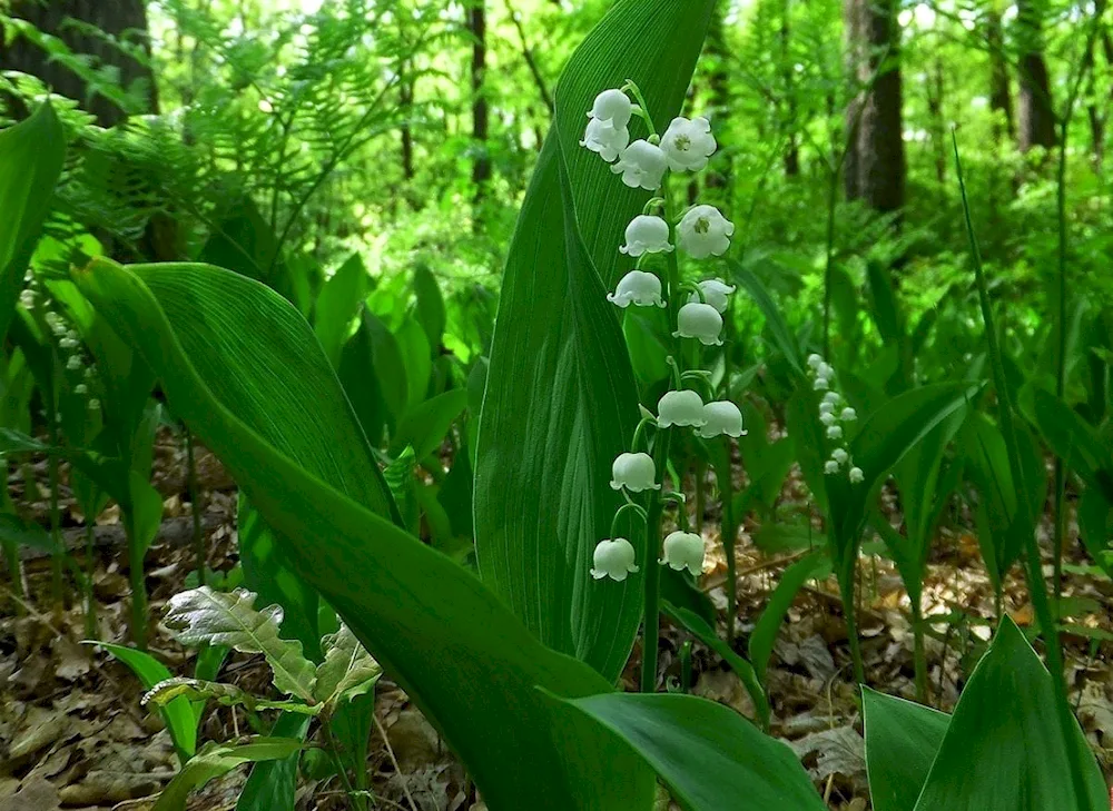 May lily of the valley