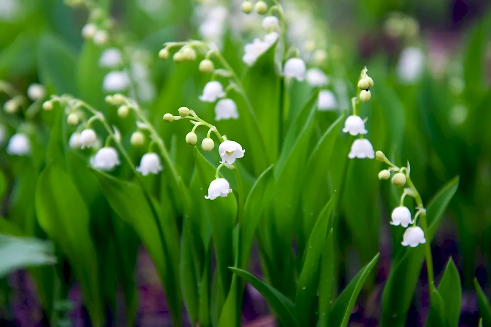 Landysh Lily of May