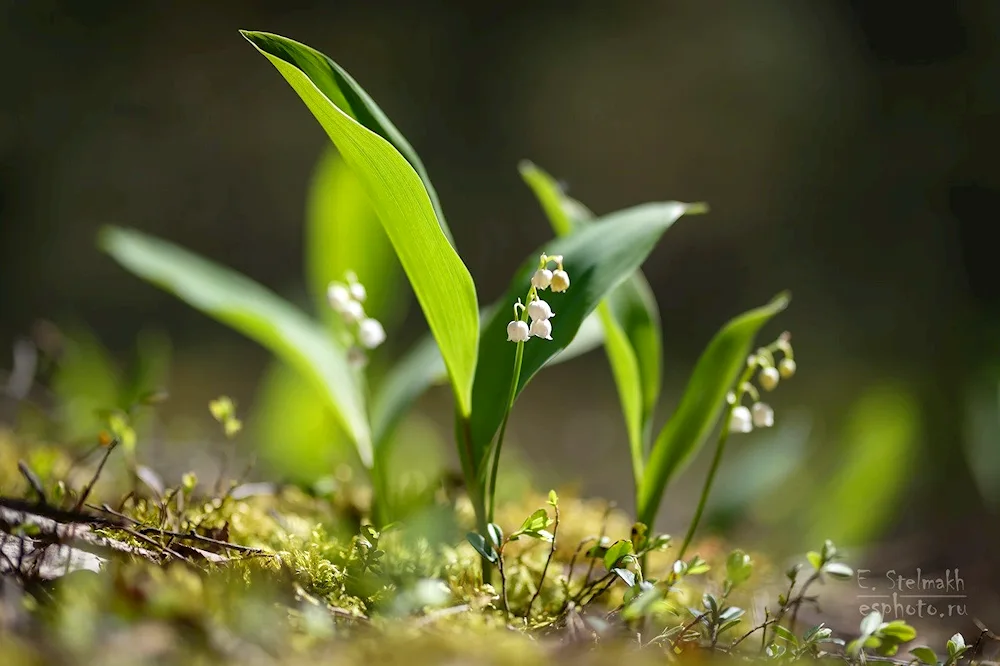 Grassy Spring Kingdom