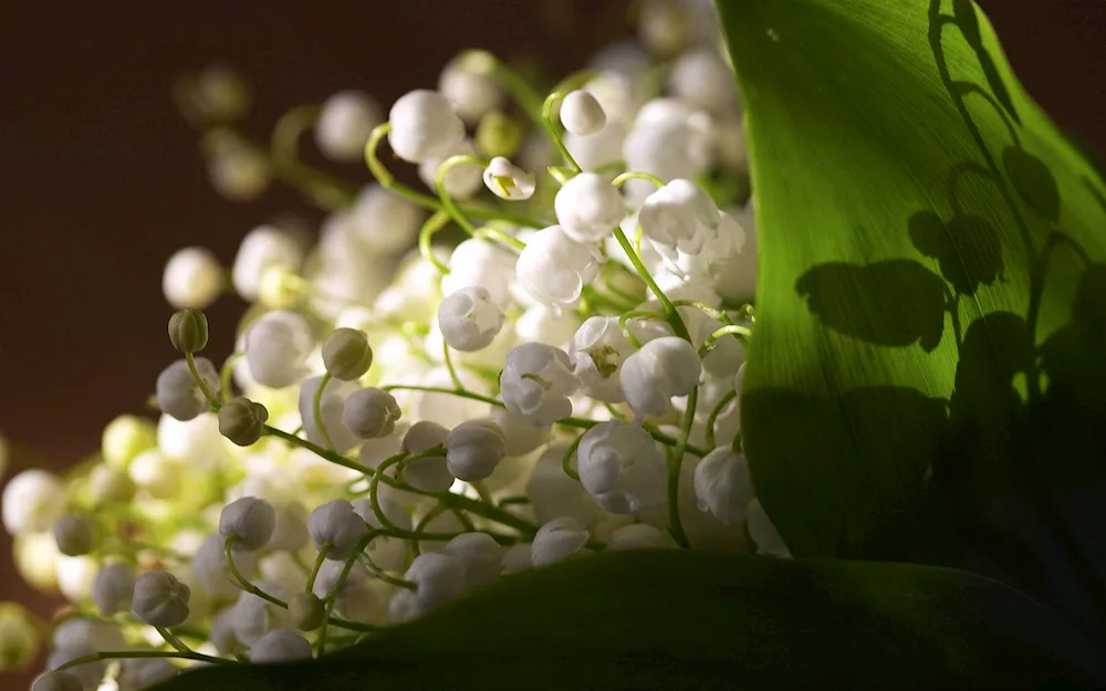 May lily of the valley flowering