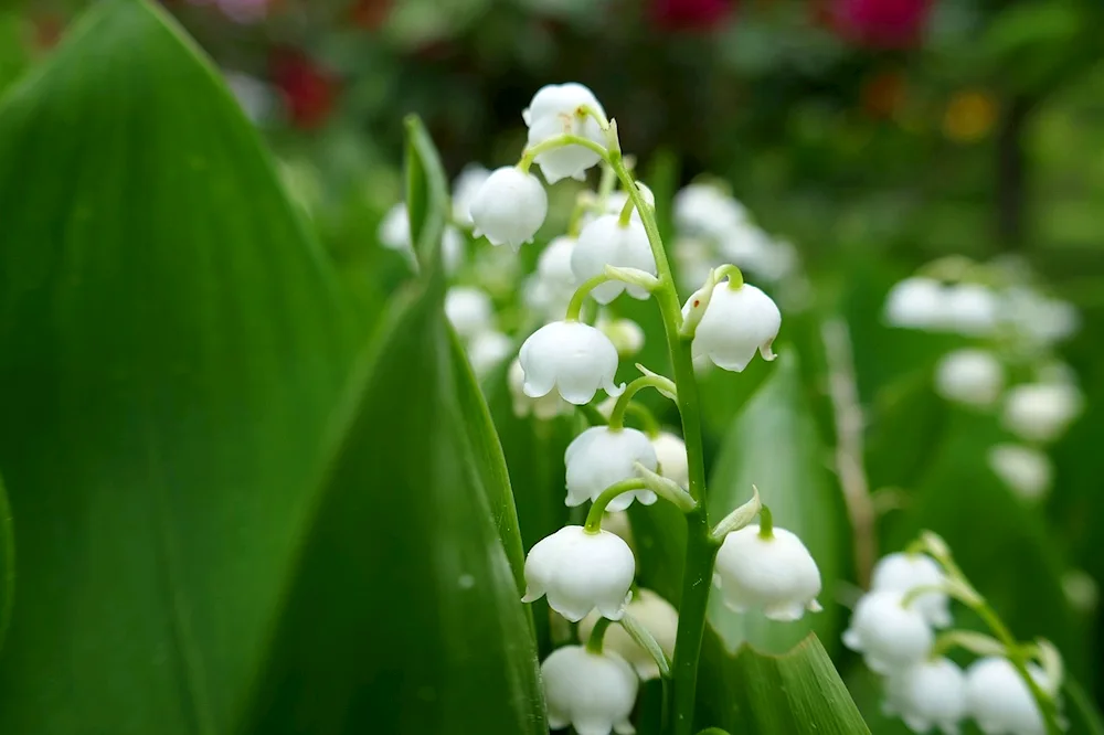 Landys lily of the valley