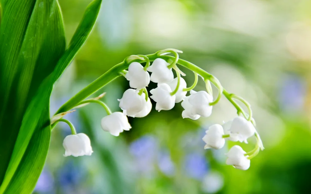 May lily of the valley