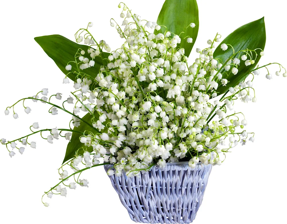 Lily of May