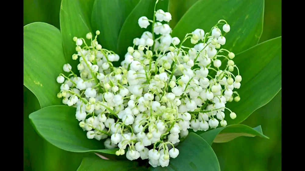 Landys bouquet lily of the valley