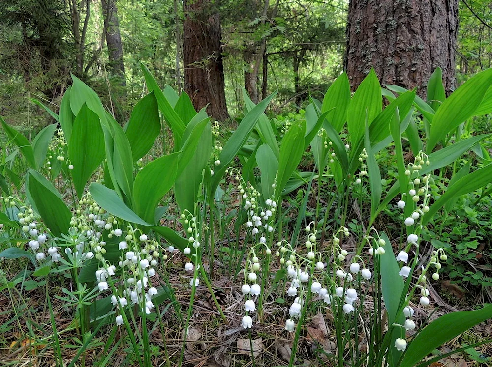 Landysh May Convallaria Majalis