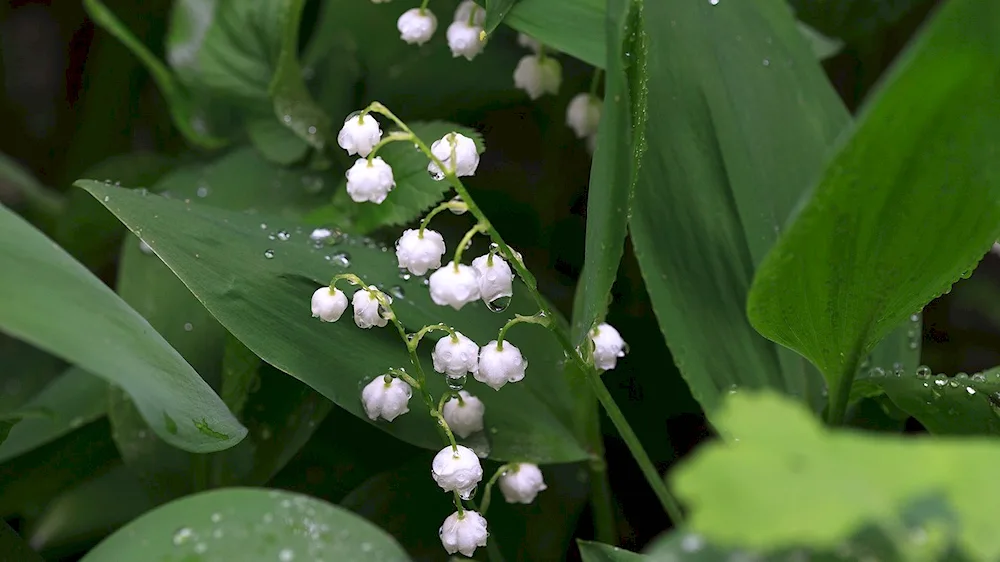 Landysh May inflorescence