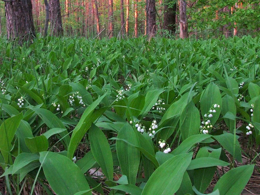 Juravinka Forest flowers