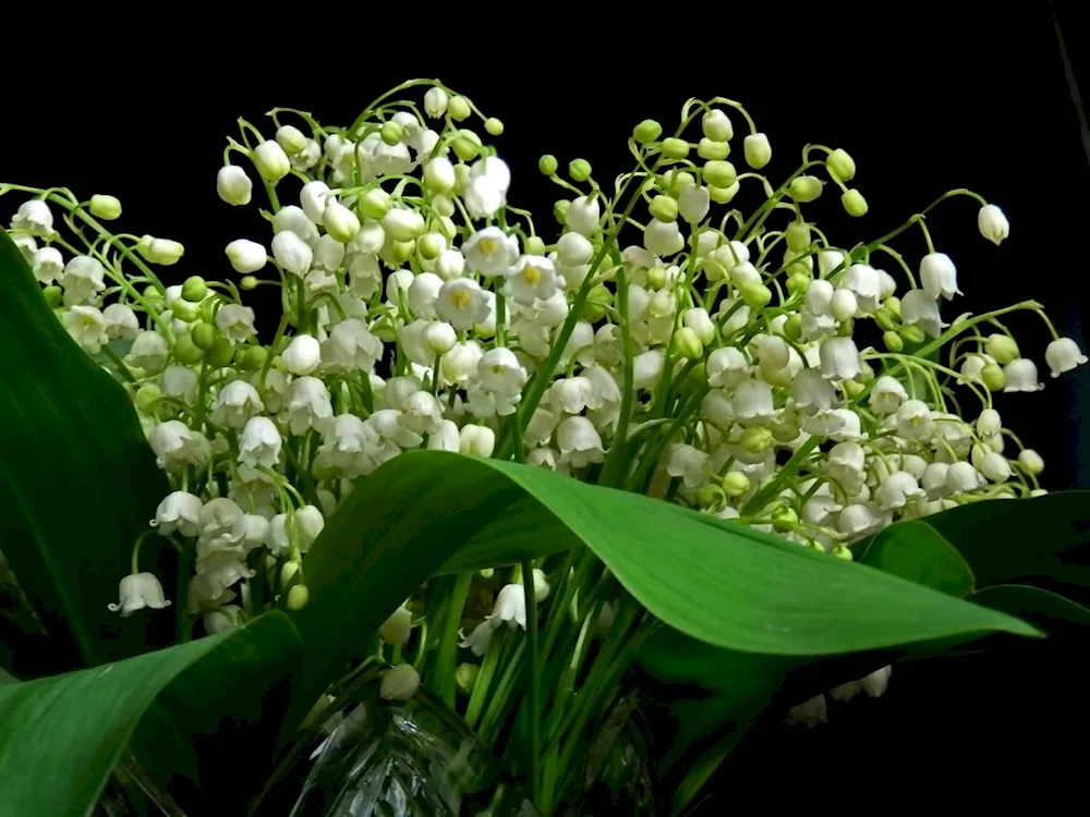 Lily of the valley