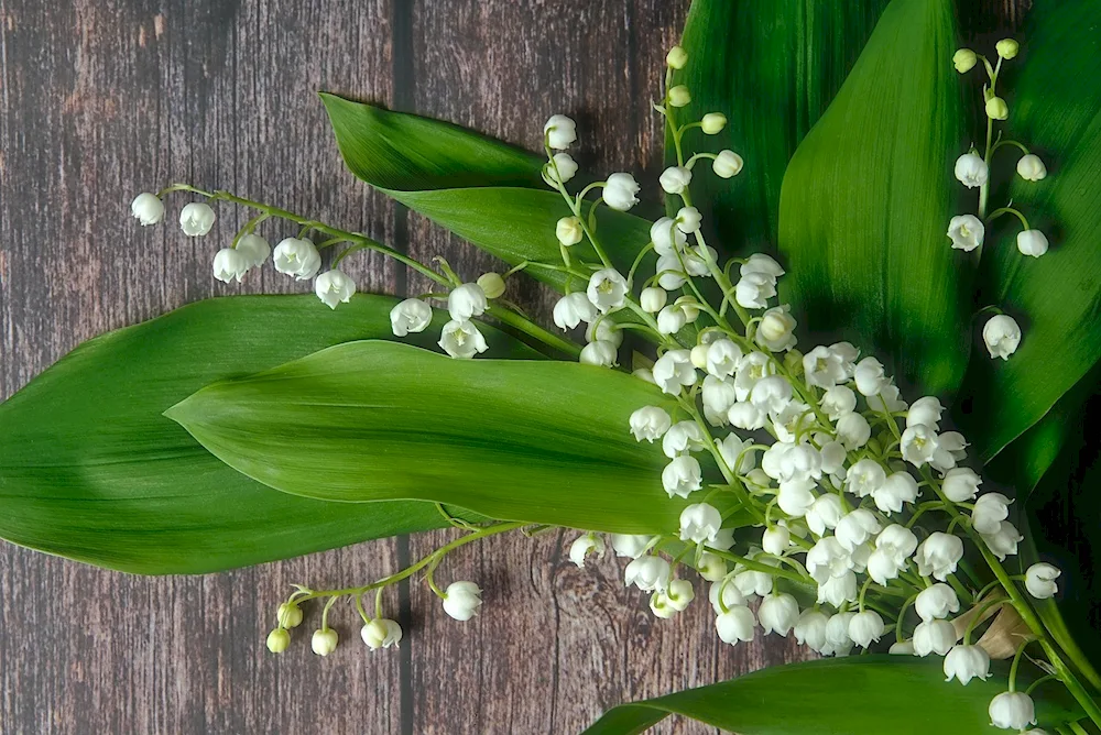 Landysh May grandiflora