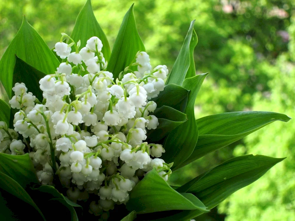 Landysh May grandiflora