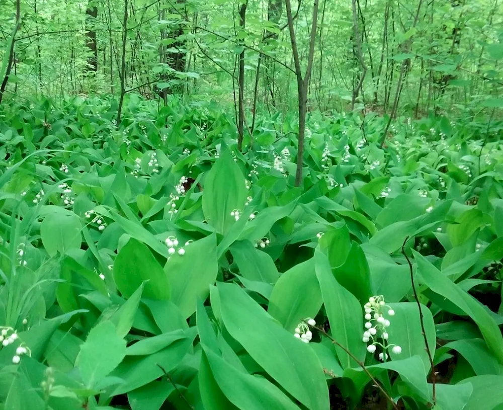 Landysh May in the forest