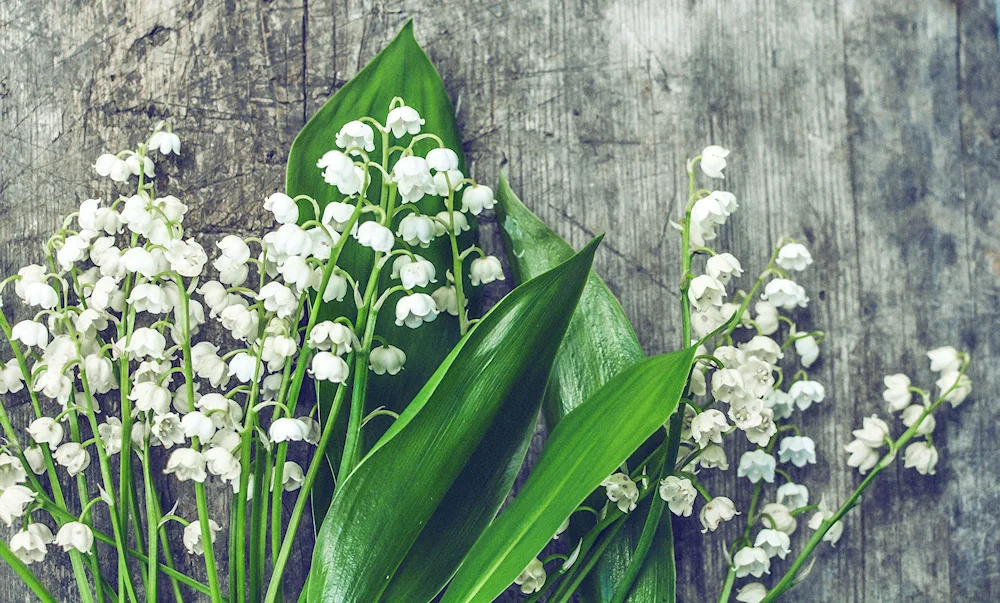 Lily of May