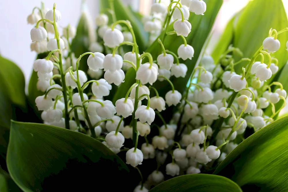 Landys lily of the valley tulips