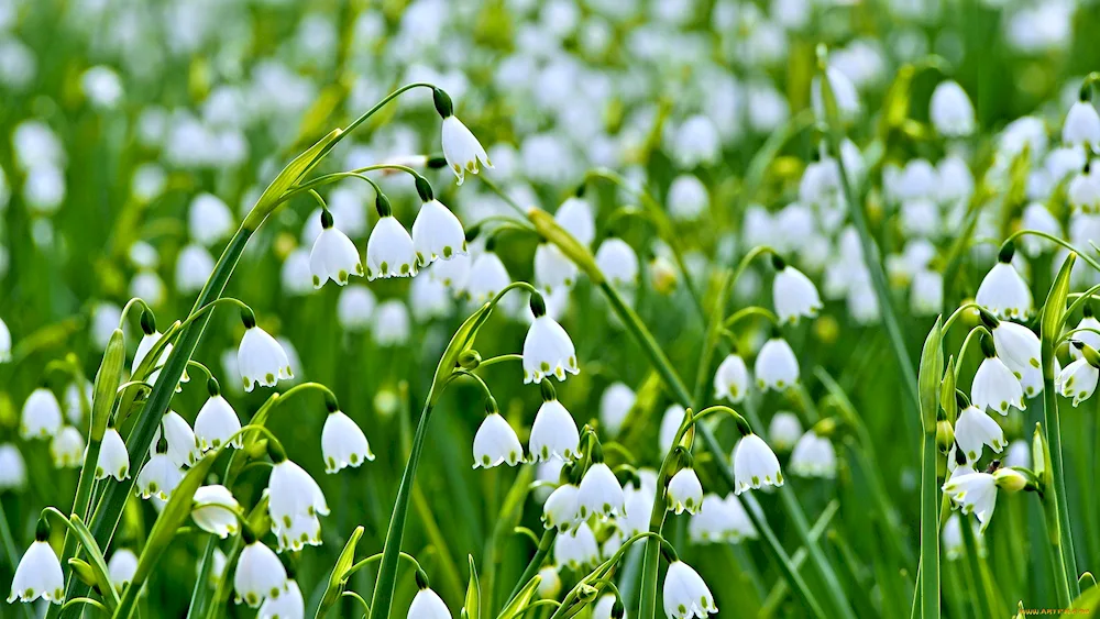 Snowdrops Galanthus blue