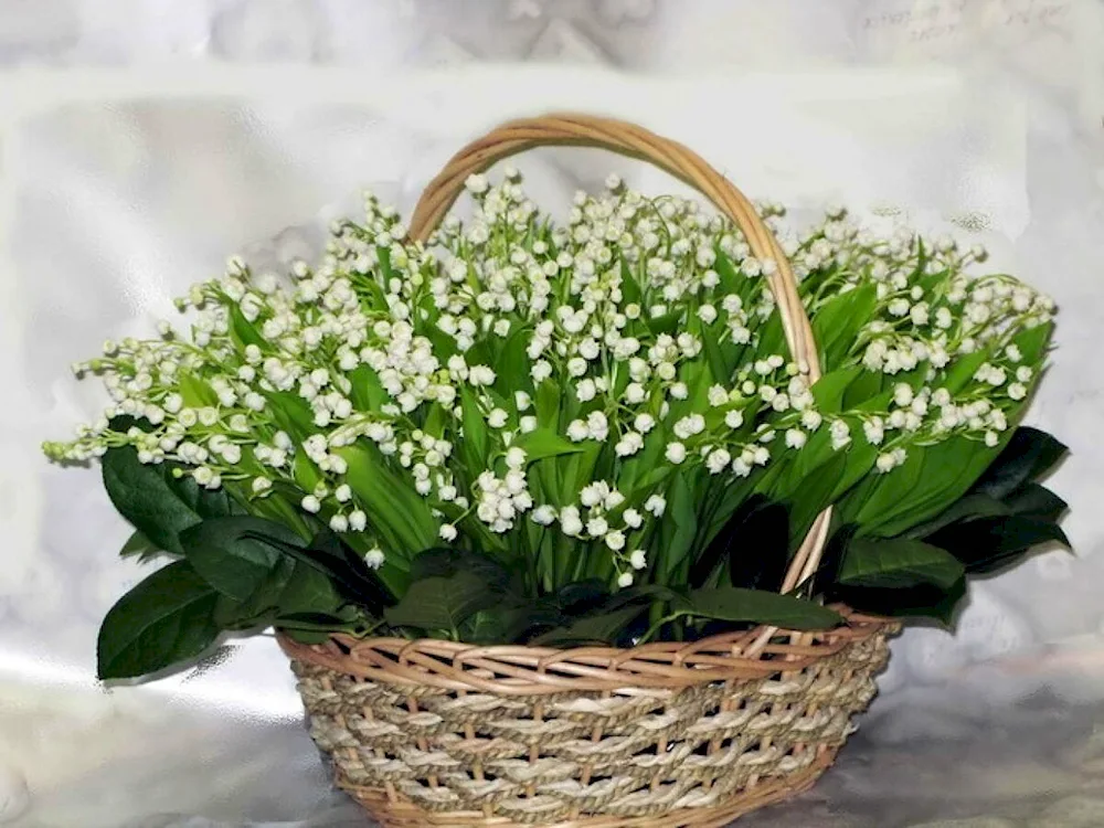 Lily of May