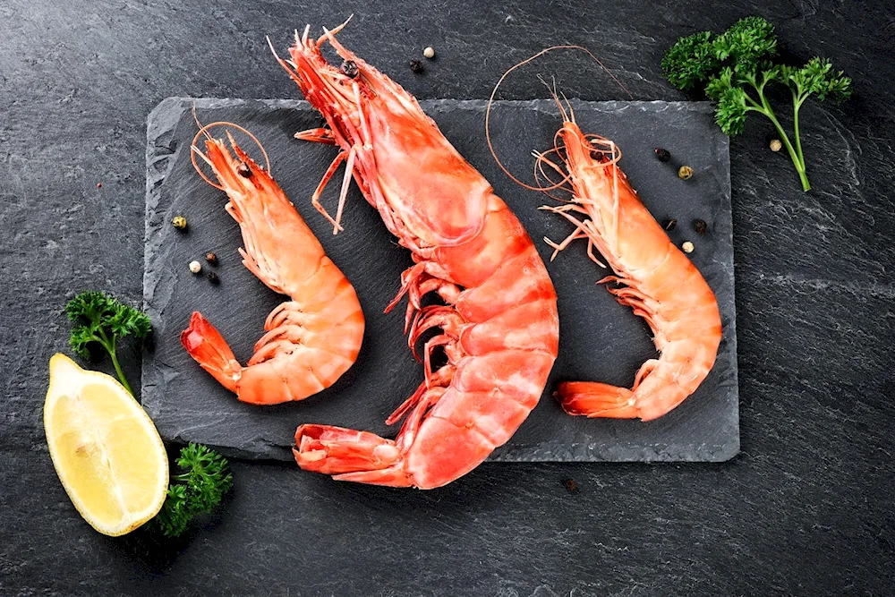 Palmata shrimp