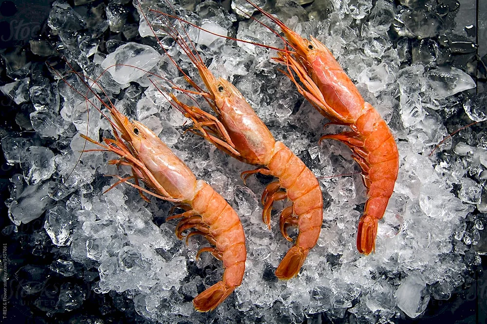 Lobster lobsters boiled