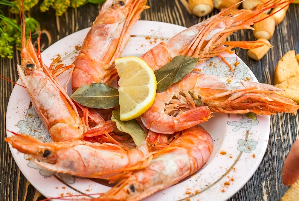 Argentine shrimp live