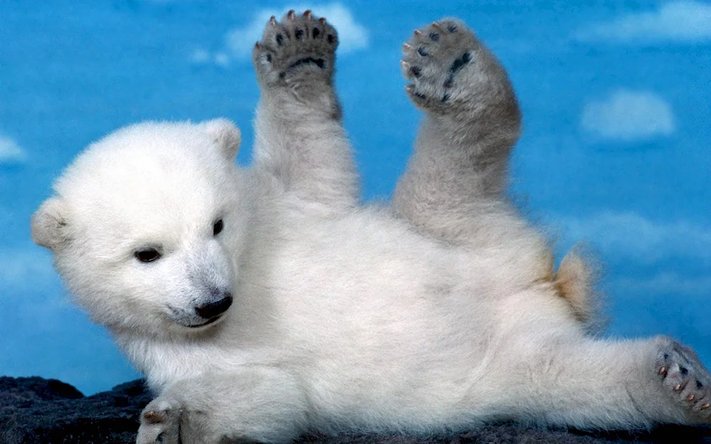 Pumeranian Spitz Boo