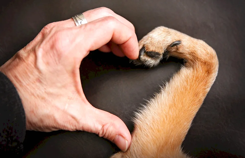 Lap. and human hand