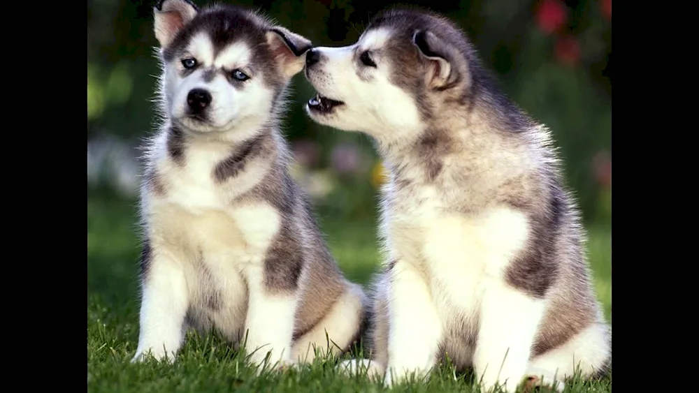 Husky dog puppy