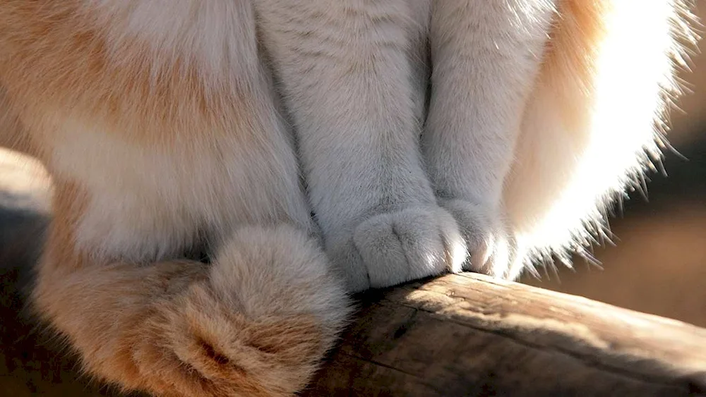 Cat's Paw