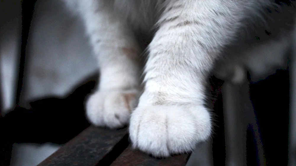 Cat's paw