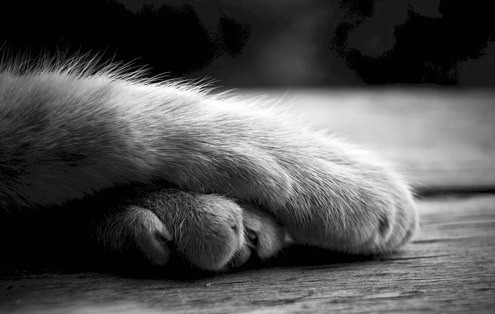 Cat's Paw