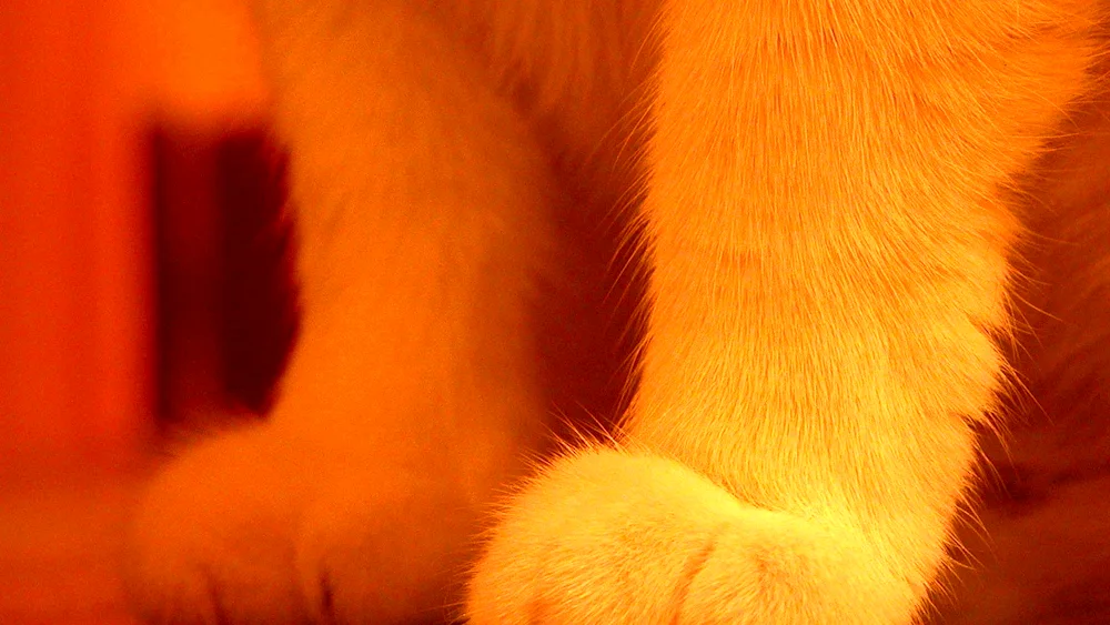 Cat's Paw