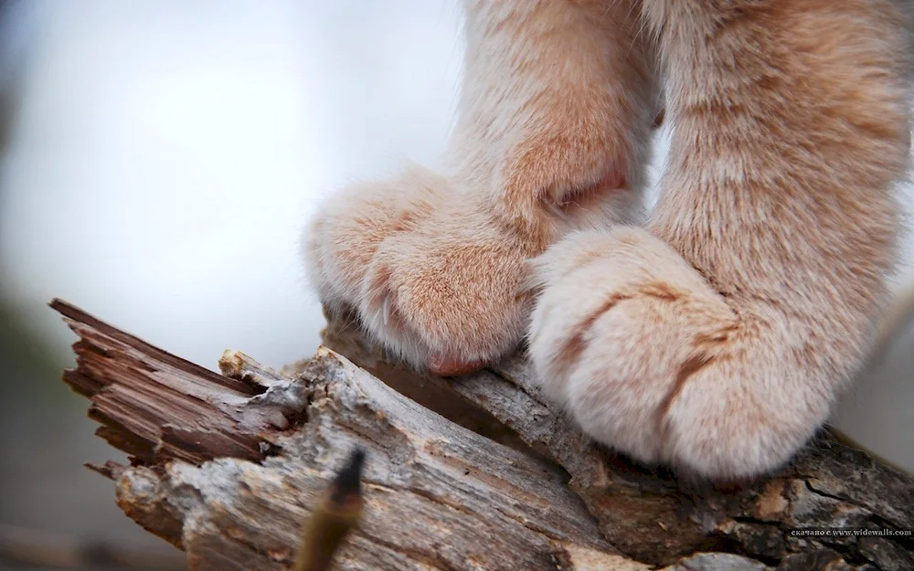 Cat's Paw