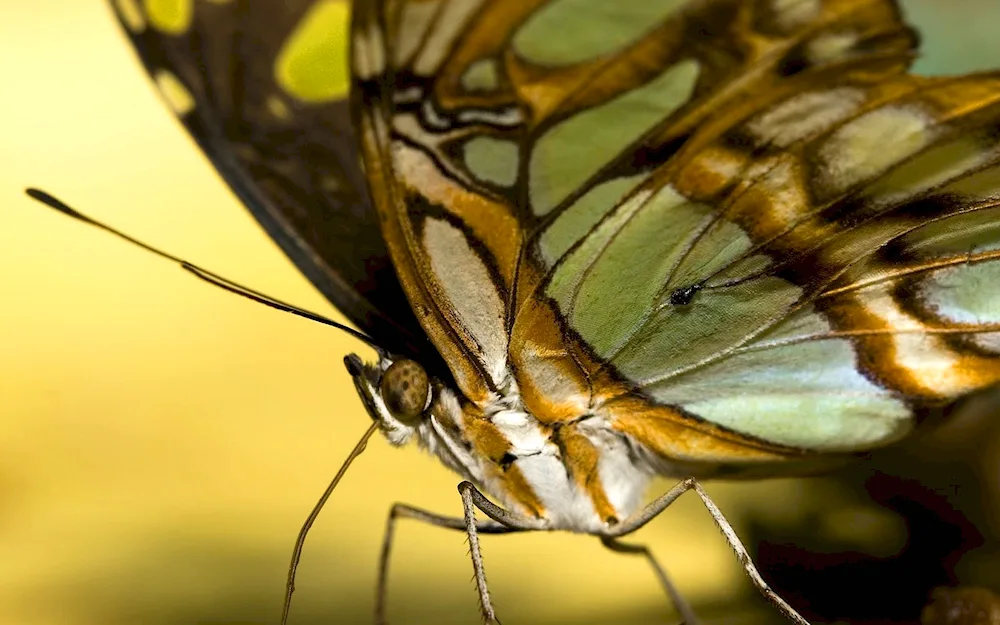 Indian silkworm butterfly