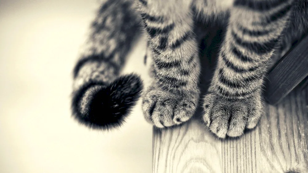 Cat's Paw