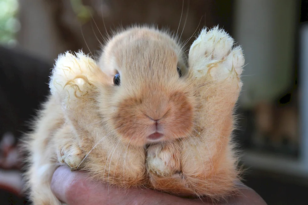 Hare on the hind legs