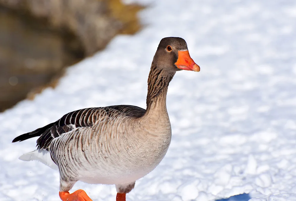 Goose Feeding goose