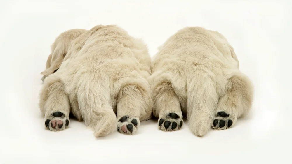 Animal paws