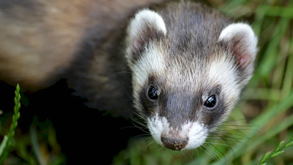 Marten mink polecat