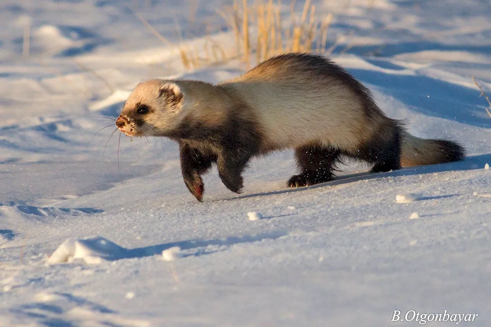 Weasel ferret marten