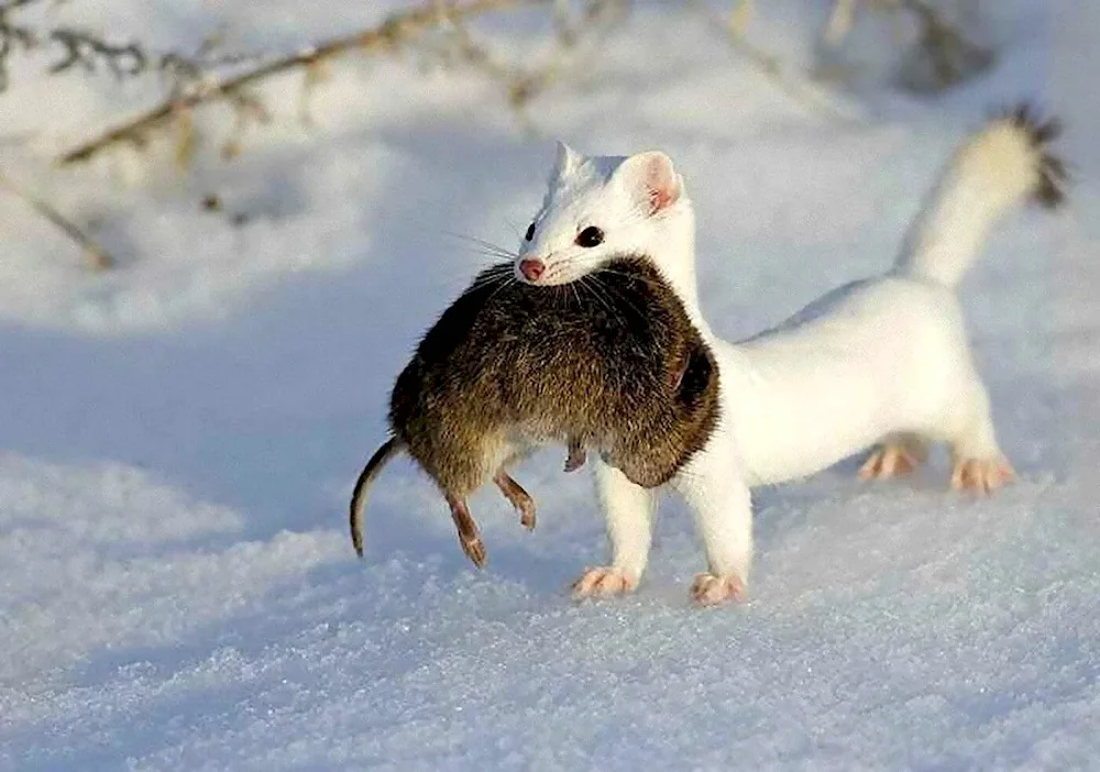 Common weasel Mustela nivalis