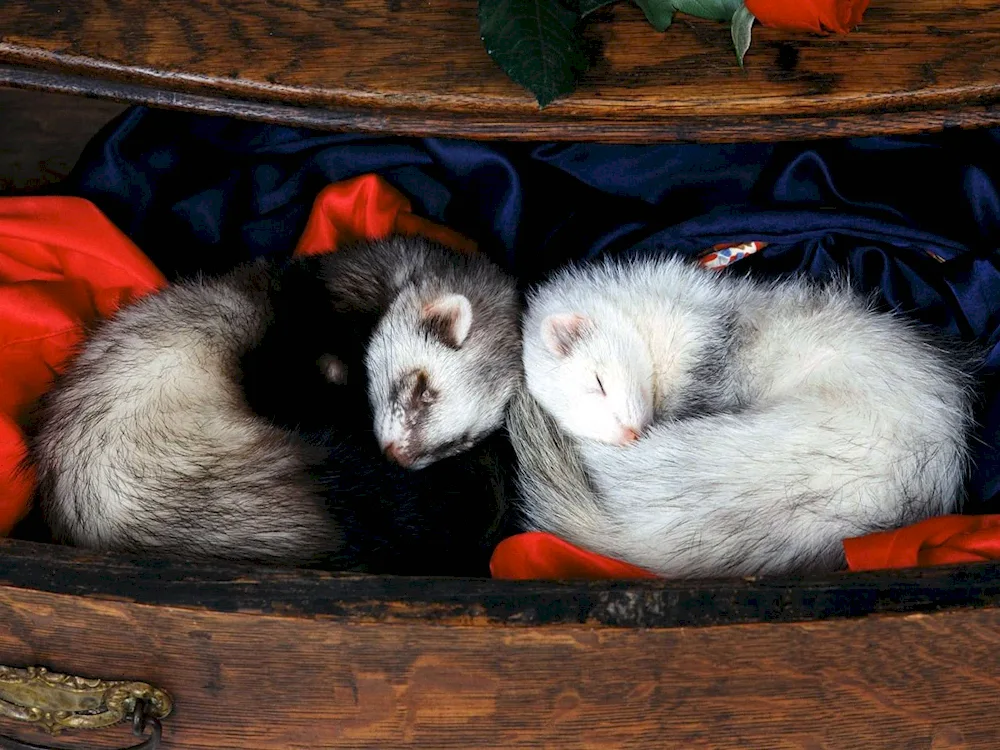 Elder ermine Mustela erminea