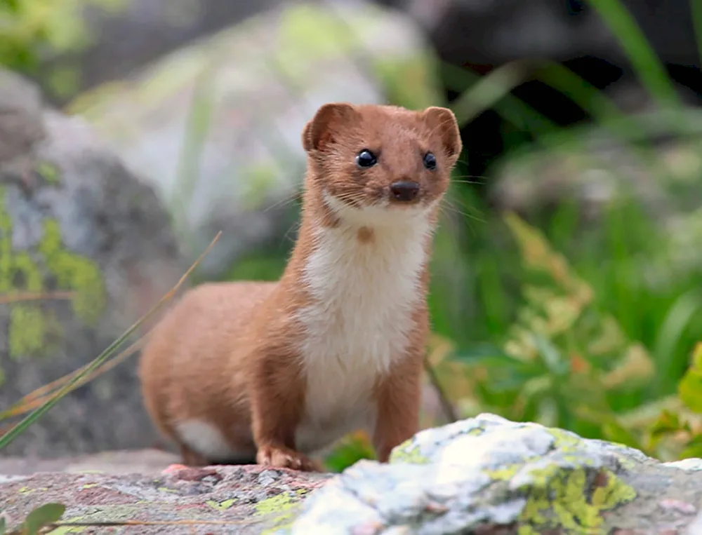 Weasel Mustela nivalis