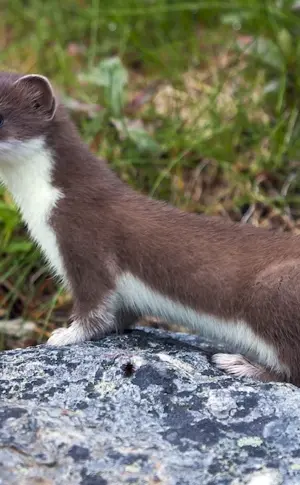 Weasel Mustela nivalis