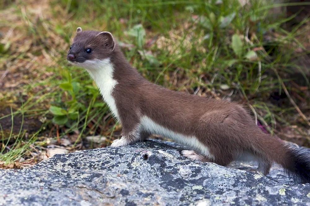 Weasel Mustela nivalis