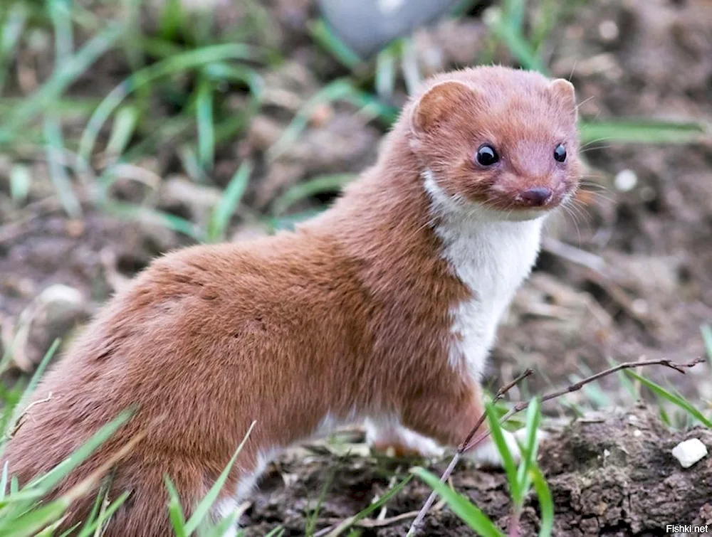 Weasel Mustela nivalis