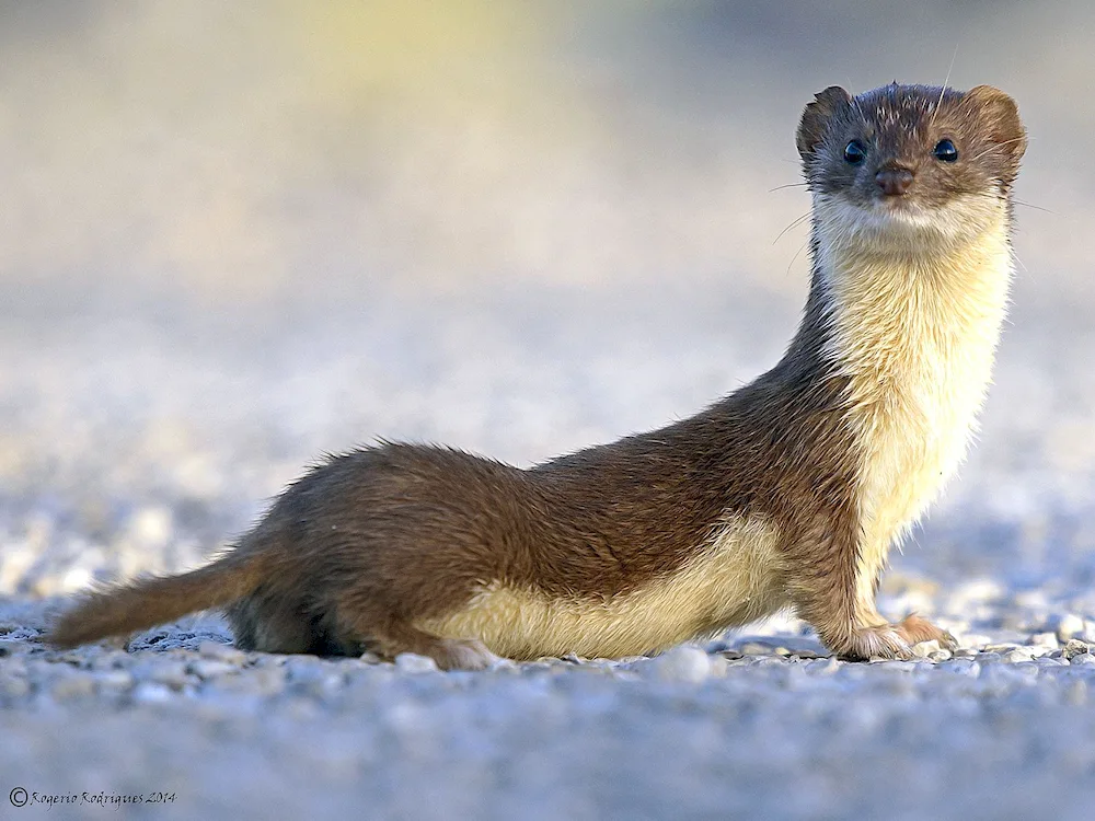 Marten weasel ermine