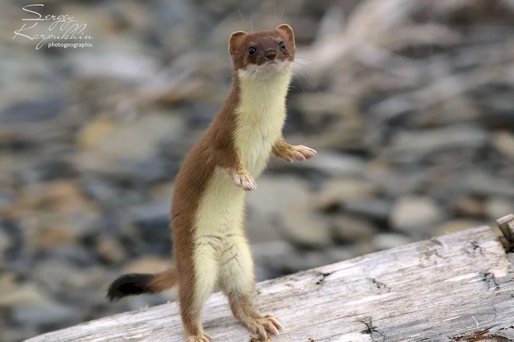 Mountain weasel and marten